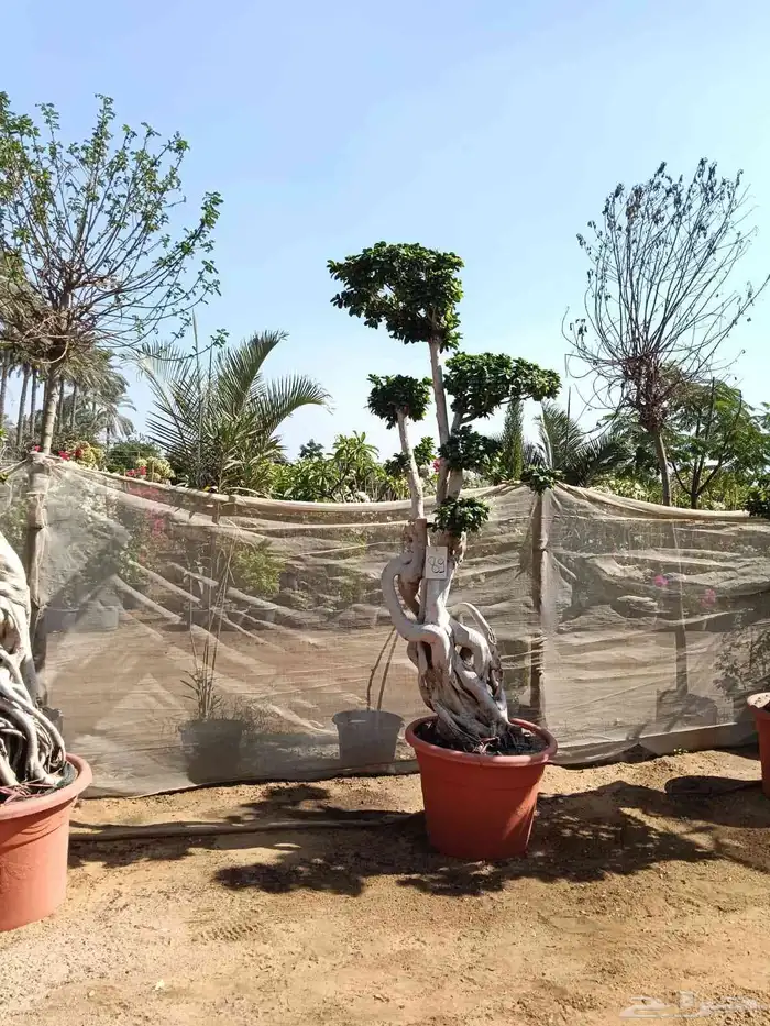 اشجار كبيره ونبتات 0