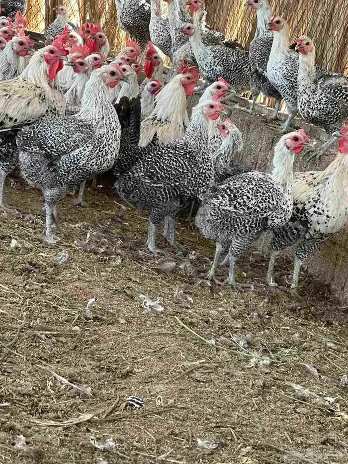 دجاج فيومي صافي 8