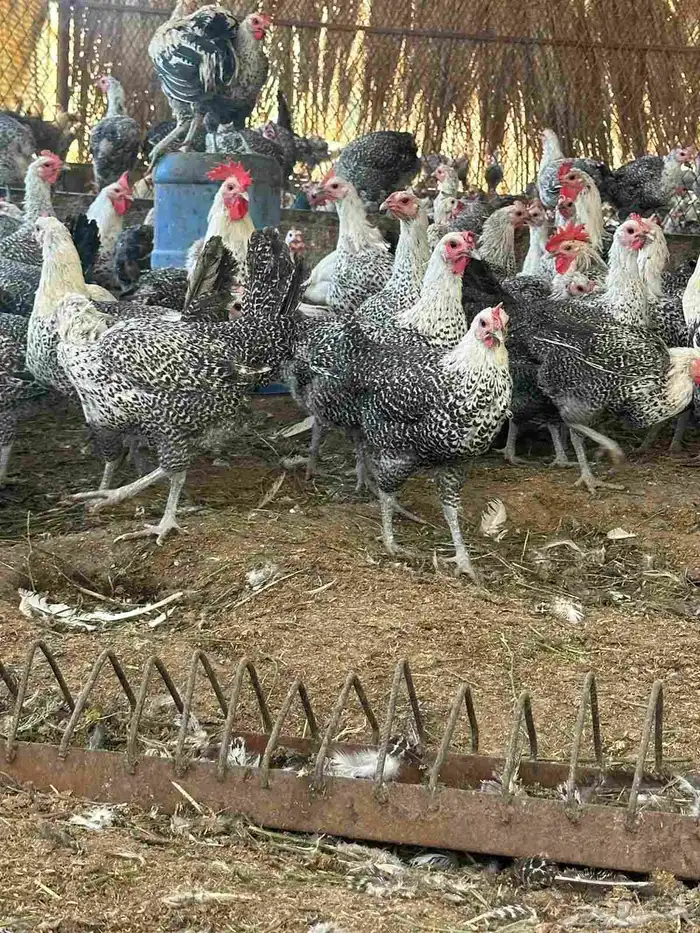 دجاج فيومي صافي 7