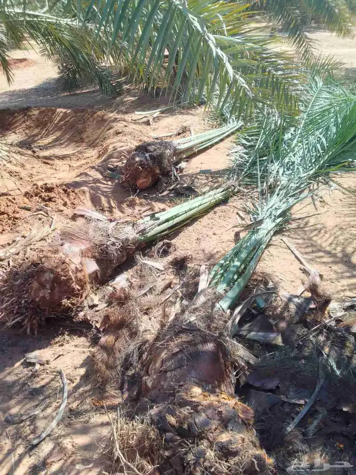 نخل للبيع بجميع انواعها 9