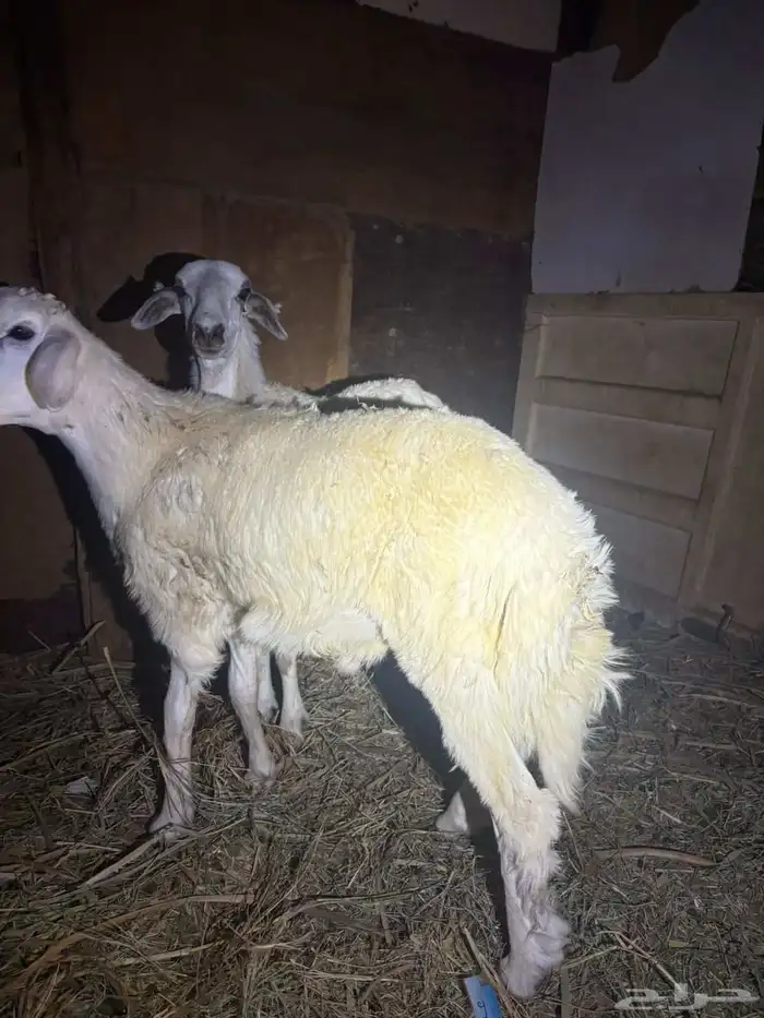 ذبيحه حري البيع سمح ان شاء الله 4