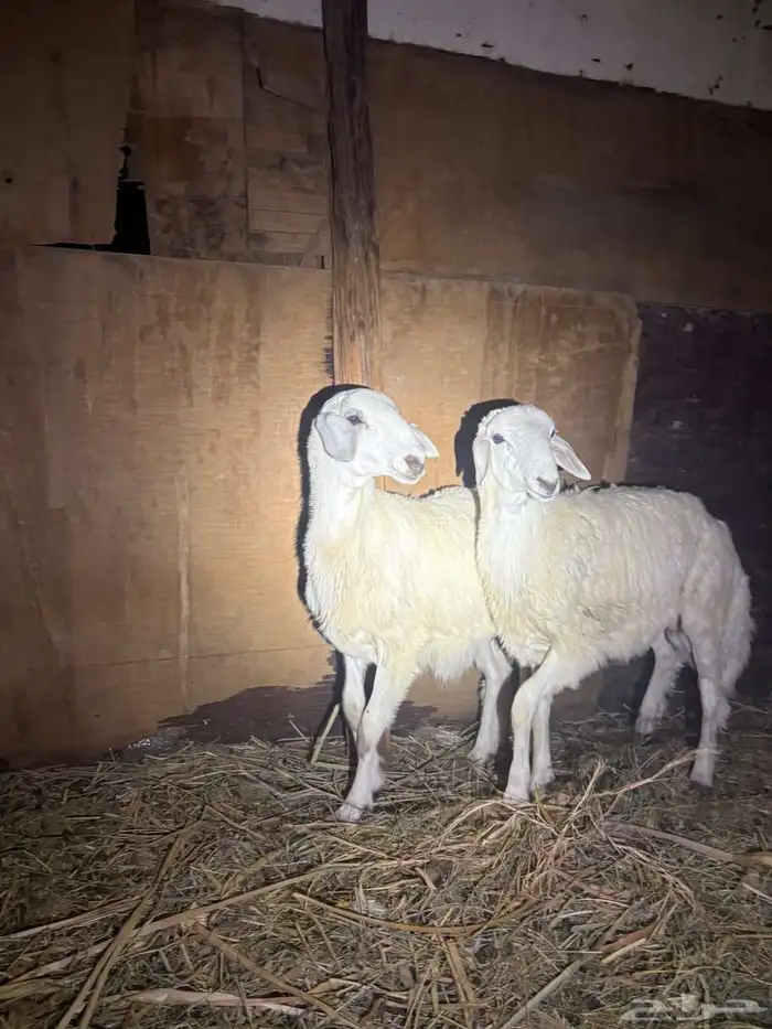 ذبيحه حري البيع سمح ان شاء الله 1