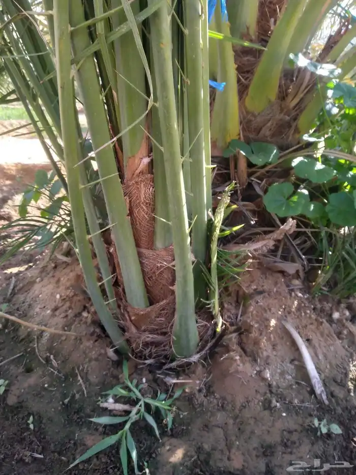 نحن نقوم بقلع الفروخ والجديل وتركيبهن 5