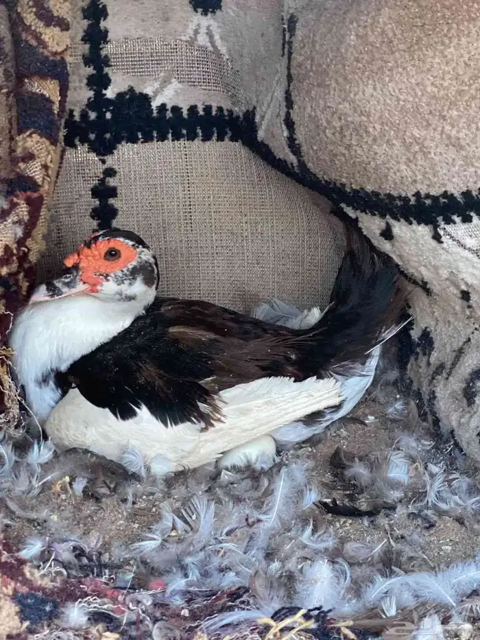 صوص بط مكسوفي تفريخ طبيعي 0