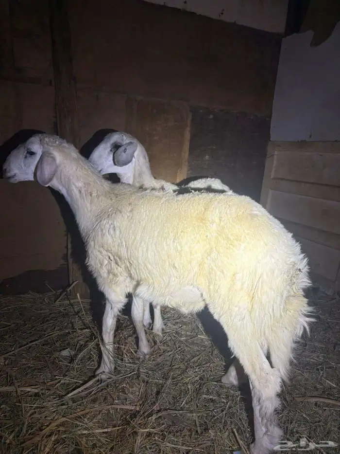 ذبيحه حري البيع سمح ان شاء الله 0