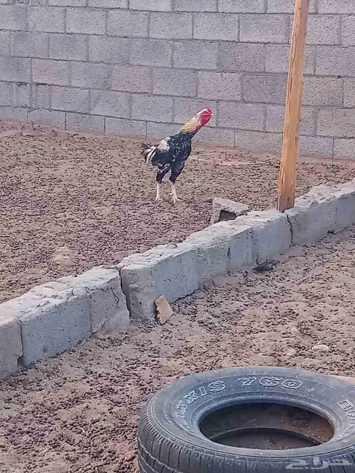 ديوك للبيع النوع. باكستاني. 3