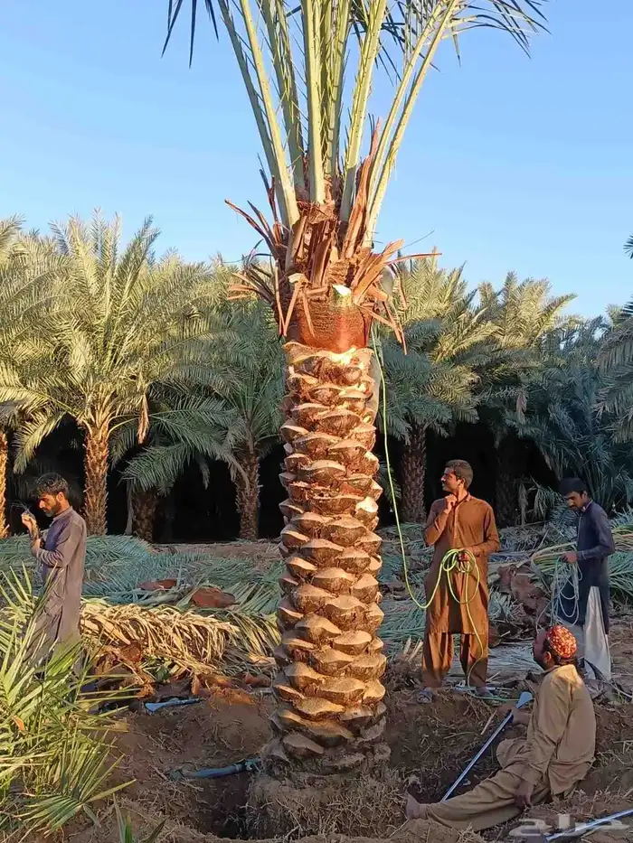 نخل للبيع مثمر احجام ومقاسات متوفر واسعار معقوله 1