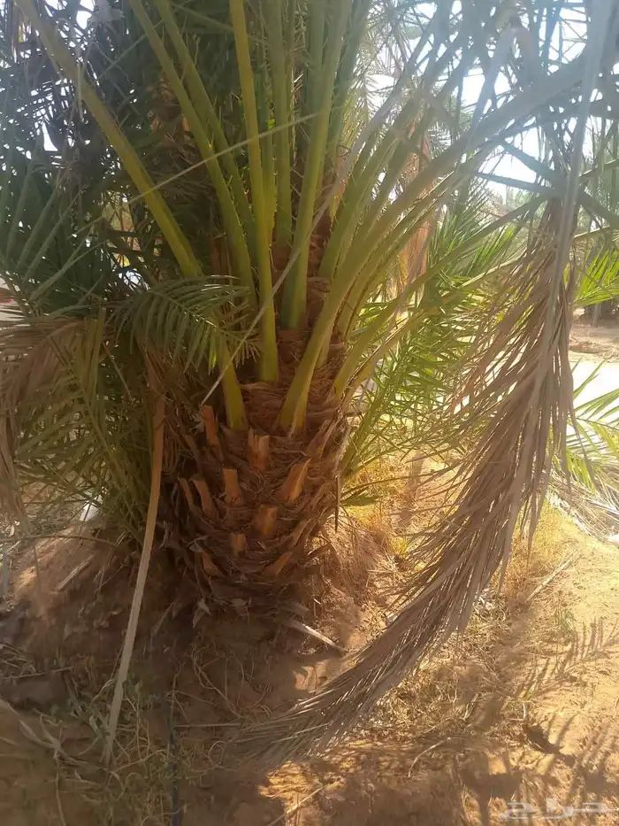 نخل القصيم نخل للبيع سكري صقعي مجدول ونانه 3