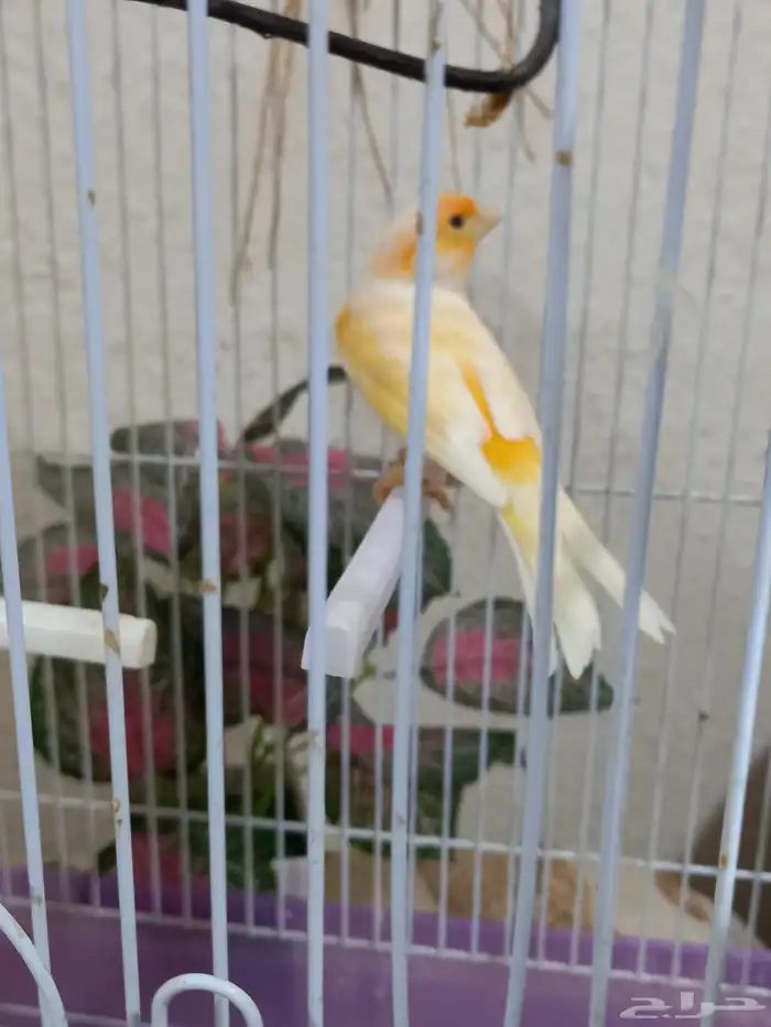 ذكور كناري سوري 5