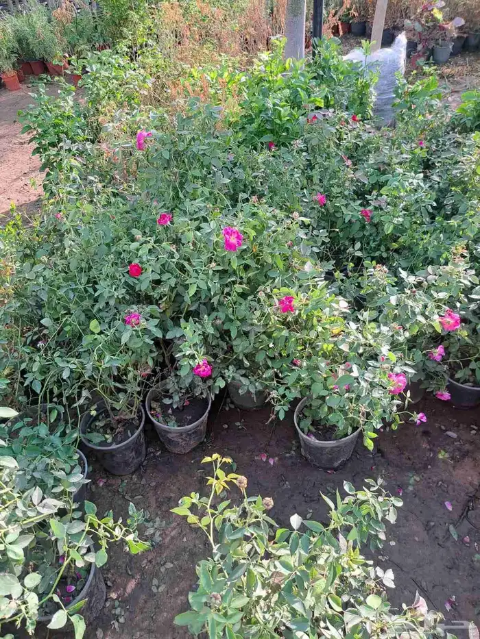 تنسيق حدائق 5