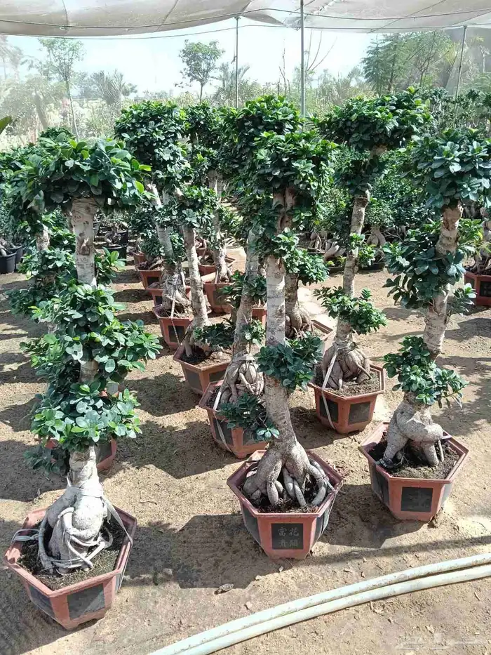 اشجار كبيره ونبتات 4