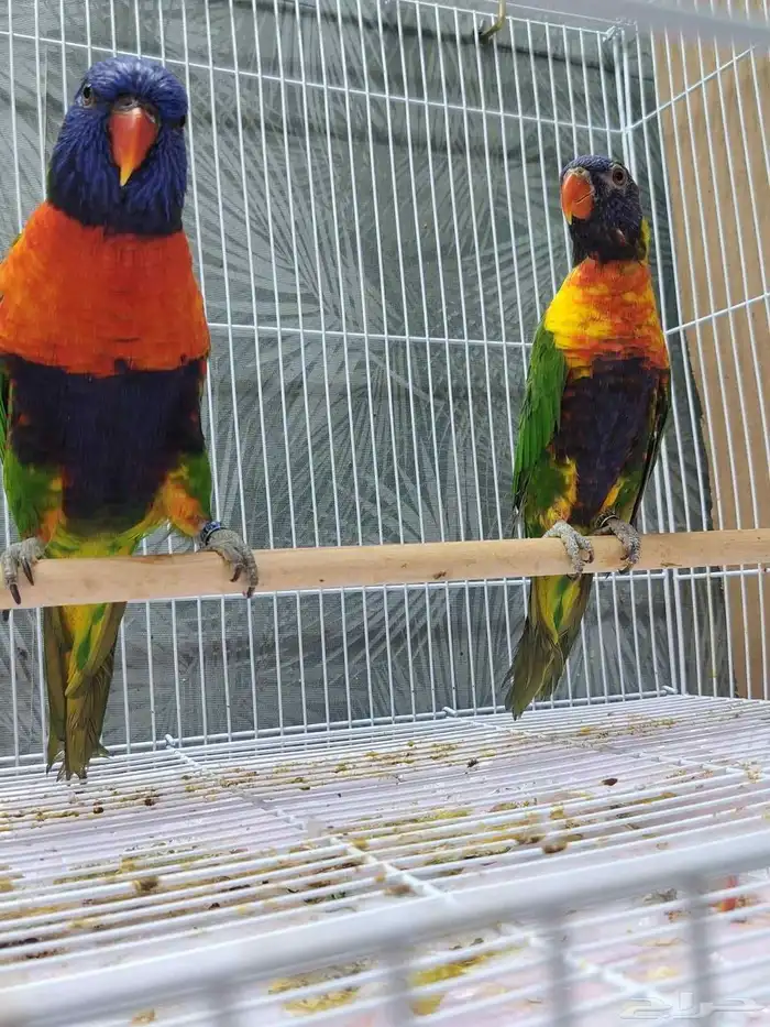 لوري منتج ((تم البيع)) 1