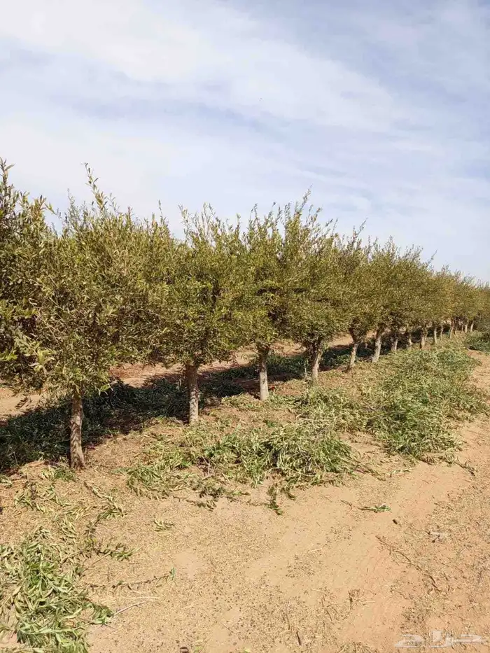 اشجار زيتون ونخيل 6