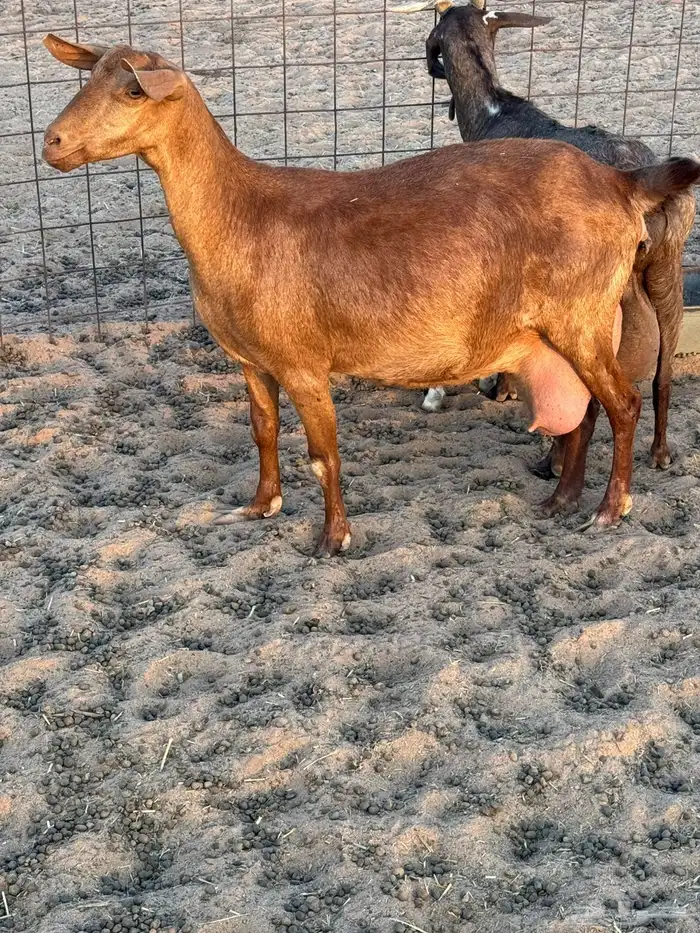 معزا جنوبية 3