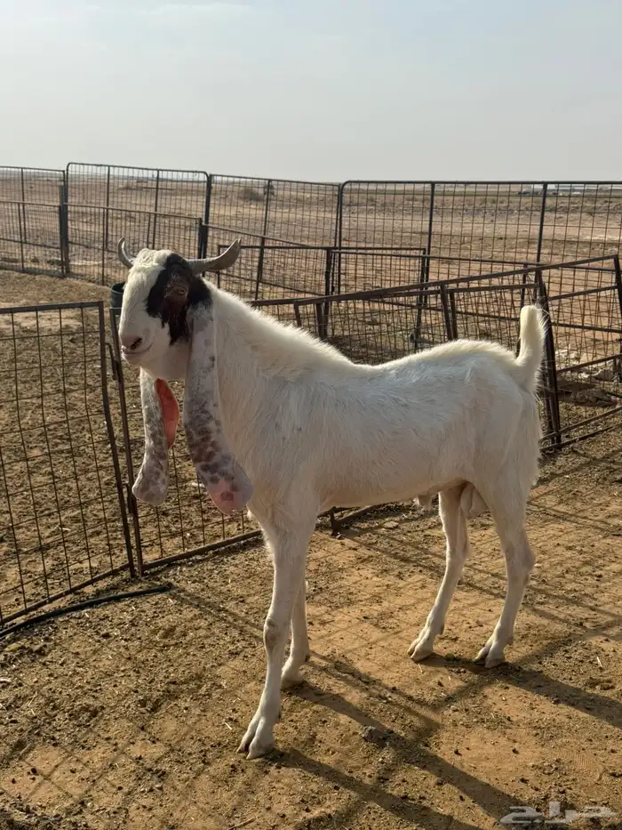 تيس رباع مشروط 0