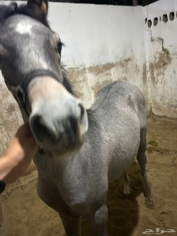 للبيع مهر شعبي 4