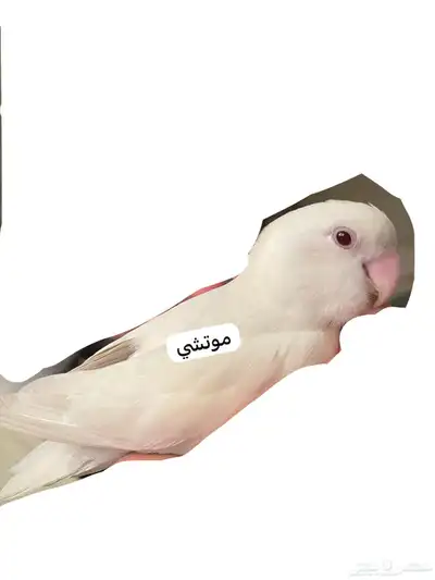 ببغاء روز الباينو index