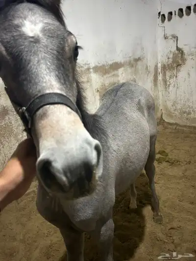 للبيع مهر شعبي index