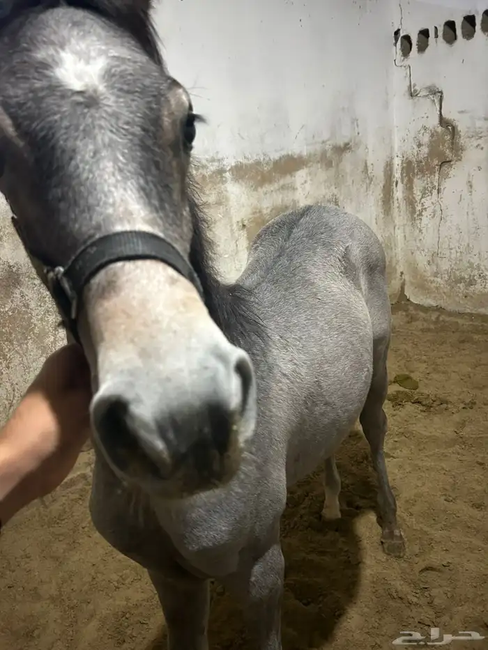 للبيع مهر شعبي 1