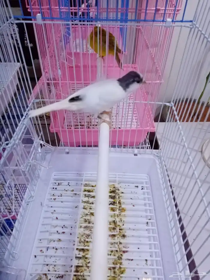 ذكور سوريه تغريد 0