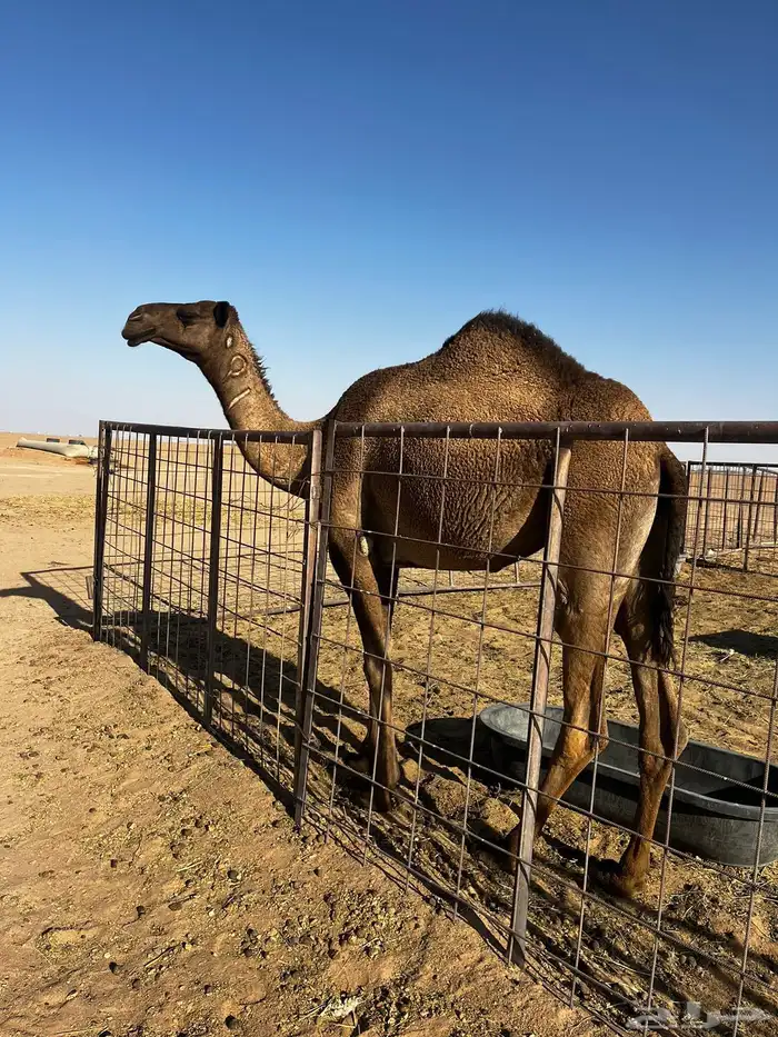 بكره لقيه صفراء عجميه 0