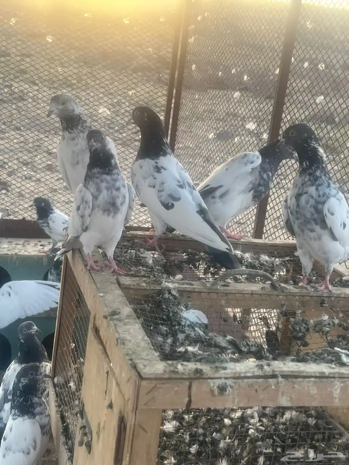 حمام بكستاني للبيع الجوزعل 60 3