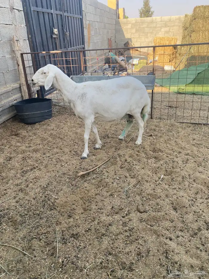 شاه حريه دافع 0