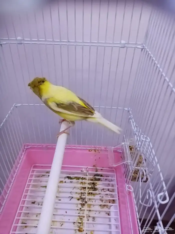 ذكور سوريه تغريد 3