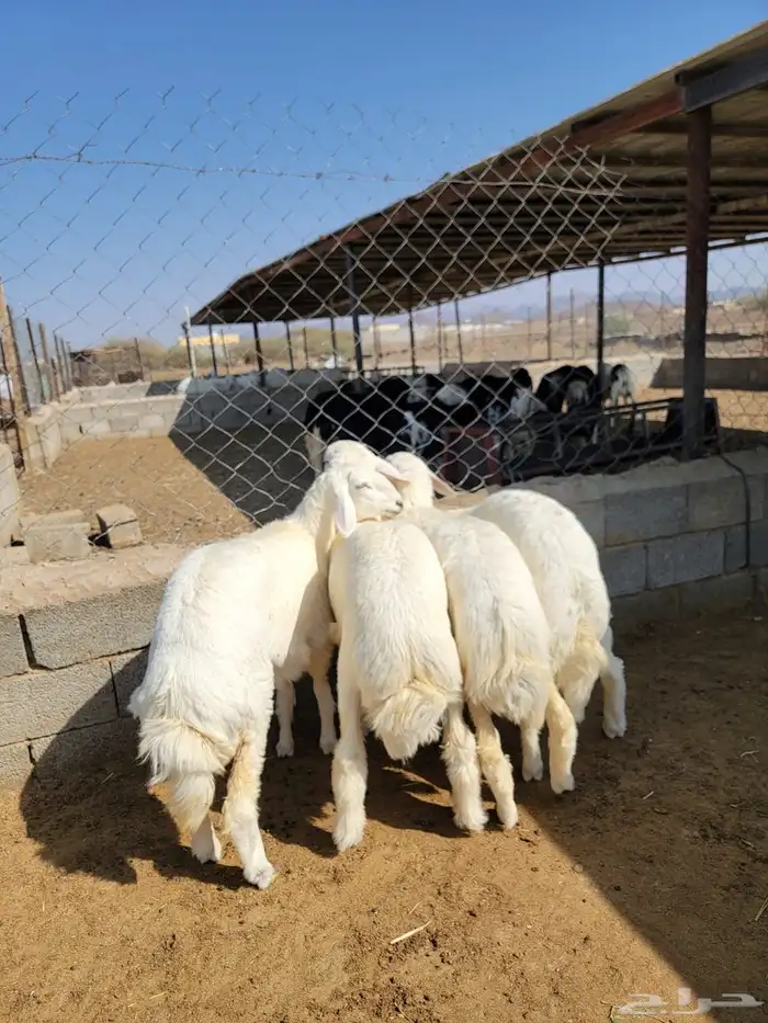 حريات حجم وسط 3