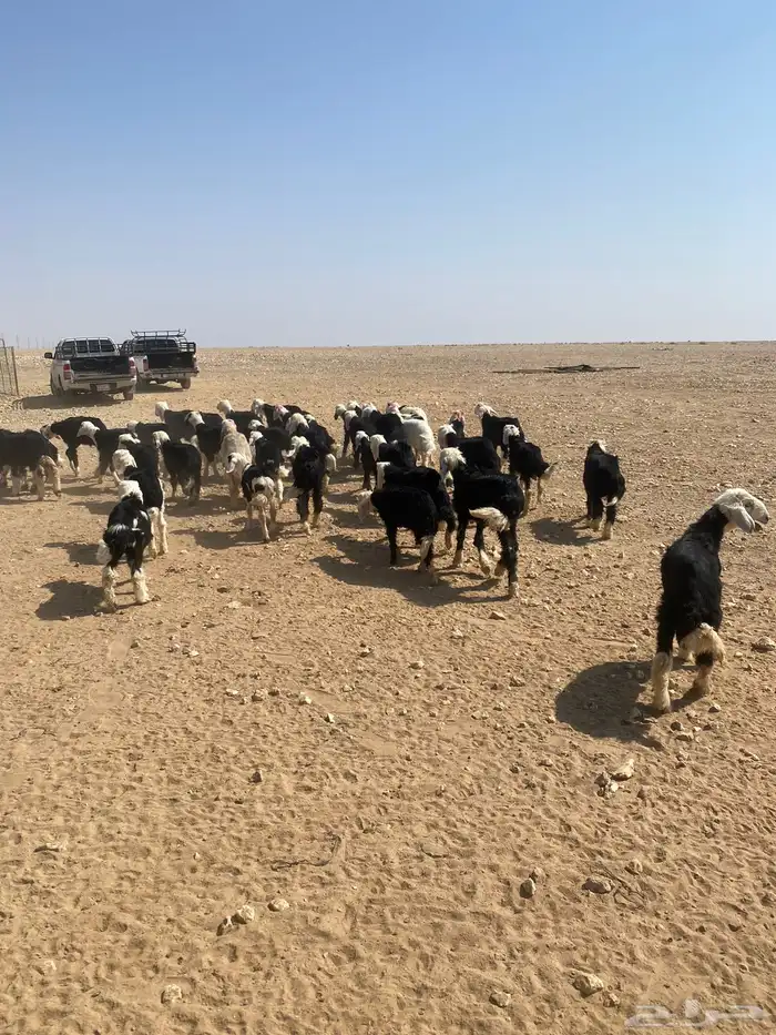 طليان نجد (( تم البيع )) 0