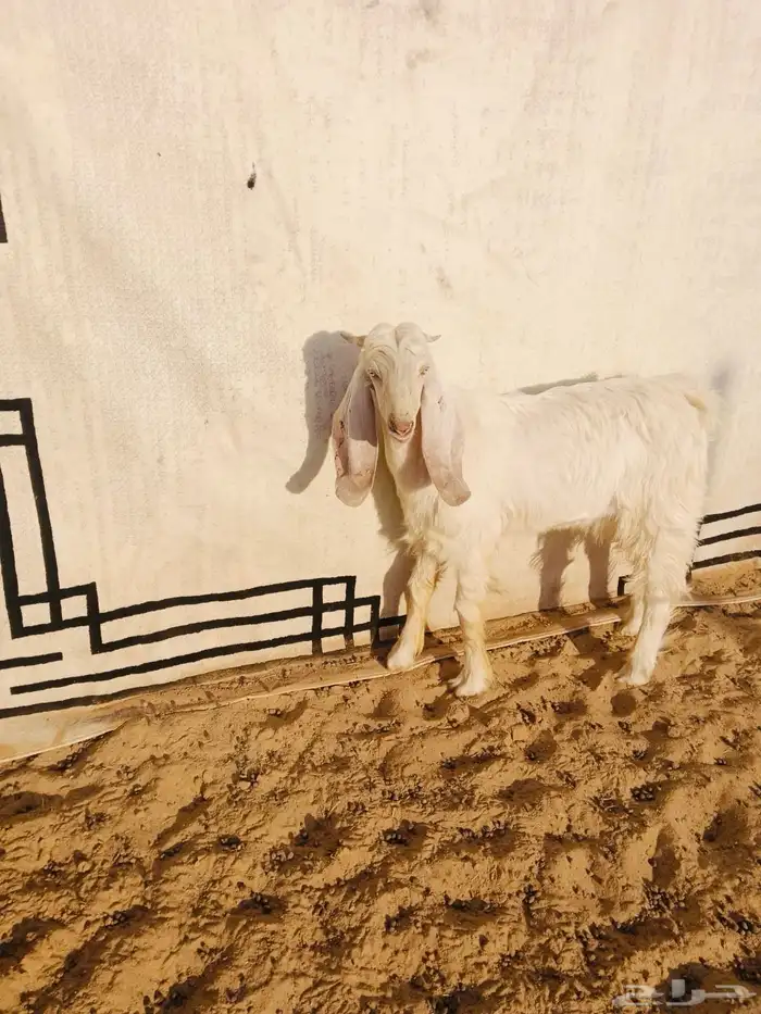 تيس ابيض للبيع 1