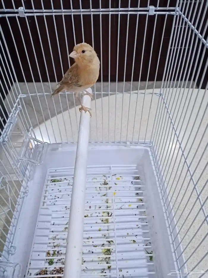 ذكور سوريه تغريد 4