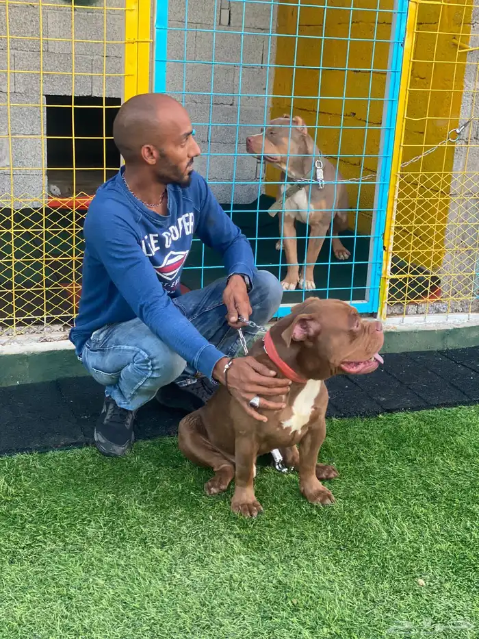 فندقة كلاب شمال جده 4