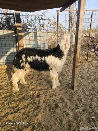 طلي مشروع فحل index