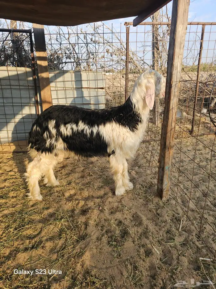 طلي مشروع فحل 0