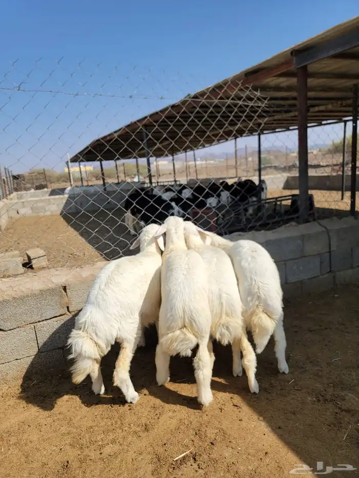 حريات حجم وسط 1