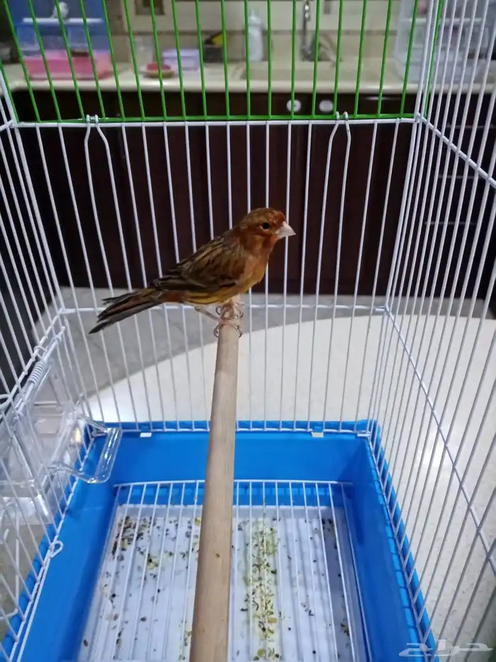 ذكور سوريه تغريد 12