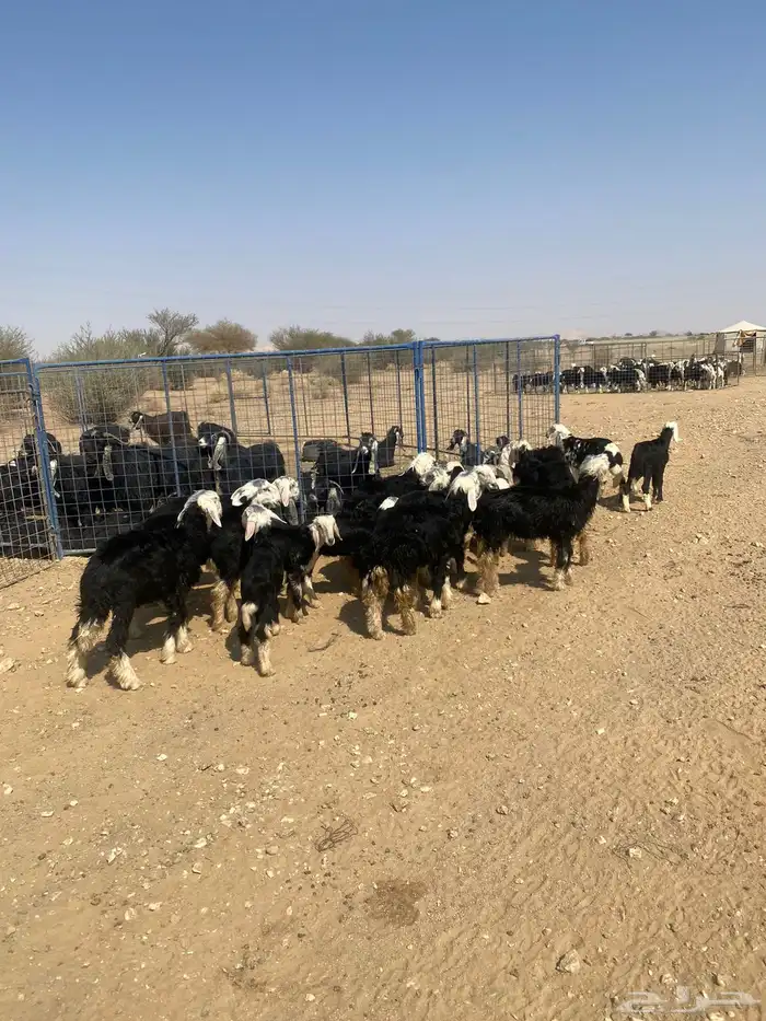 طليان نجد (( تم البيع )) 2