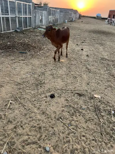 حسيلة لبانيه فل شحم index