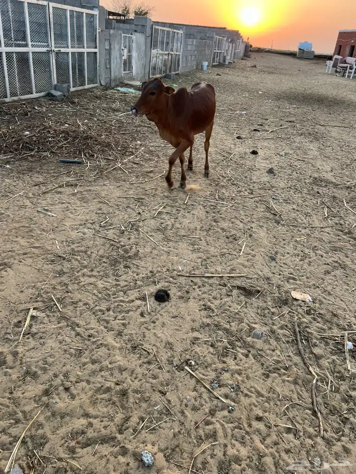 حسيلة لبانيه فل شحم 5