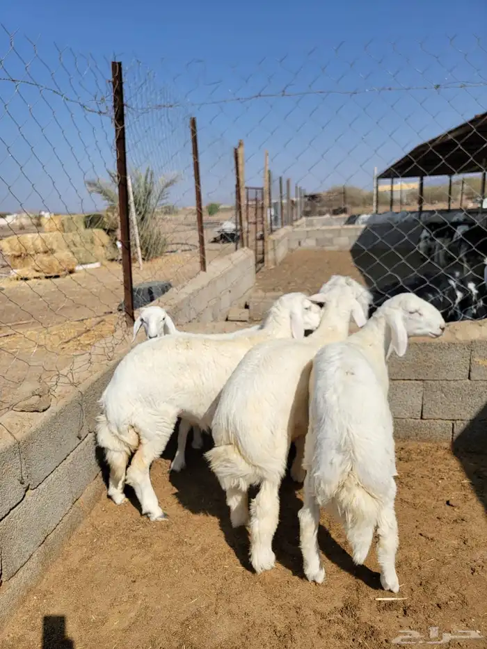 حريات حجم وسط 2