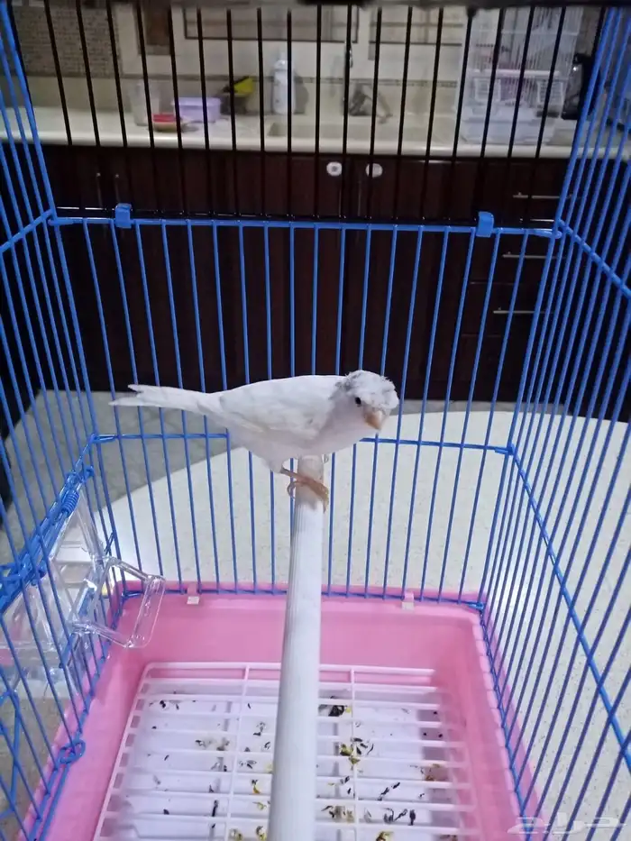 ذكور سوريه تغريد 5