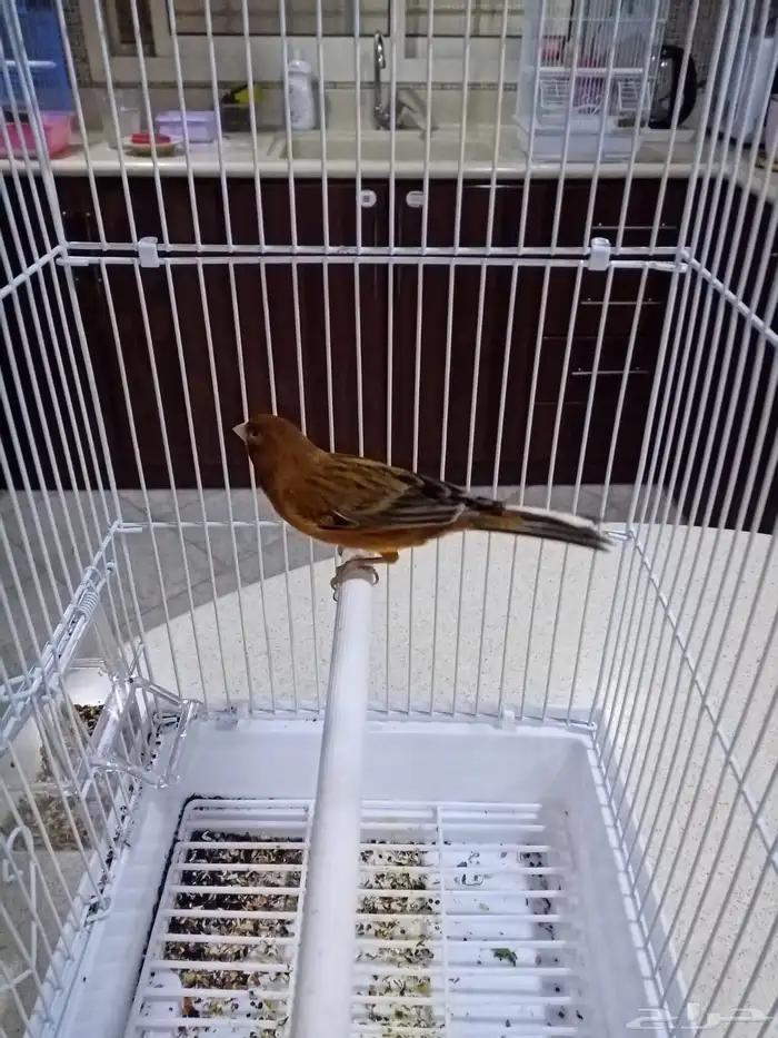 ذكور سوريه تغريد 7