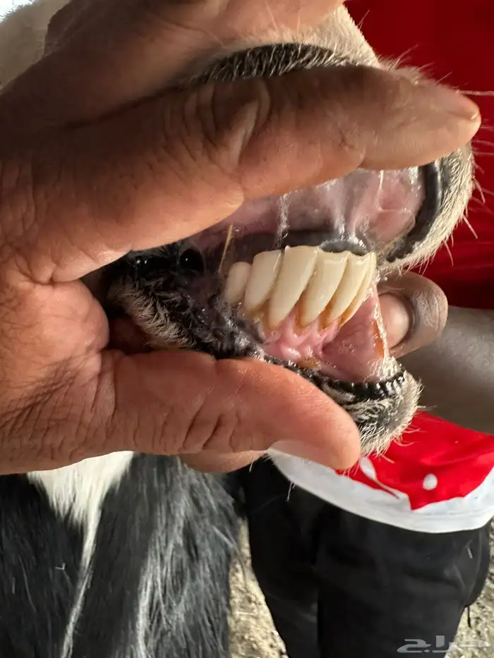 خروف نجدي مشروط 5