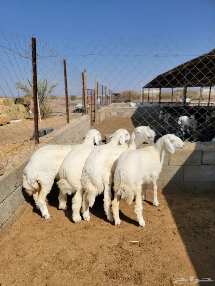 حريات حجم وسط 0