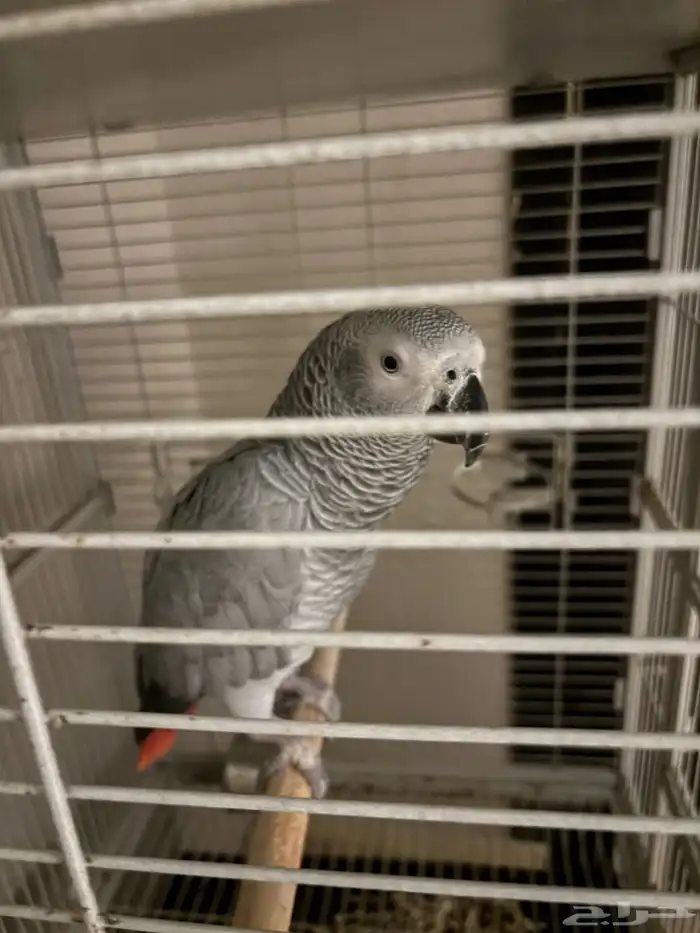 ببغاء كاسكو للبيع 2500 0