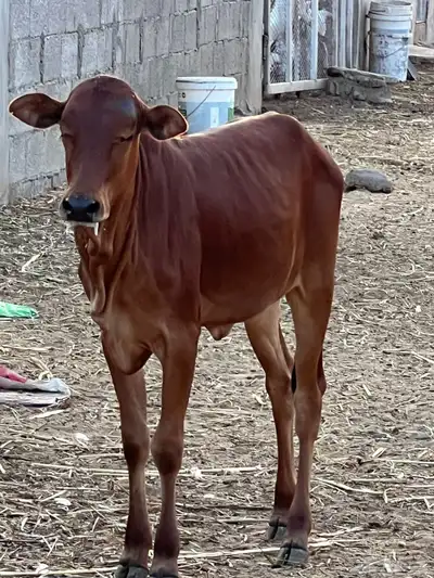 حسيلة لبانيه فل شحم index