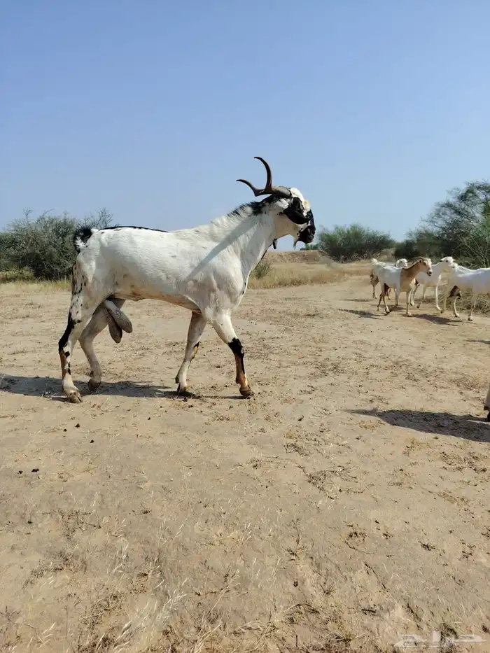 مشروع فحل بيشي 4