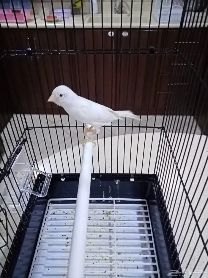 ذكور سوريه تغريد 8