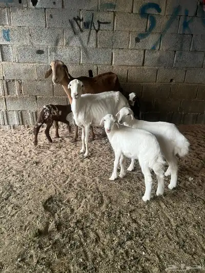 شاه سواكنية معها 2 طليان ورفيديه معها 2 طلي ورخل للبيع جمله index